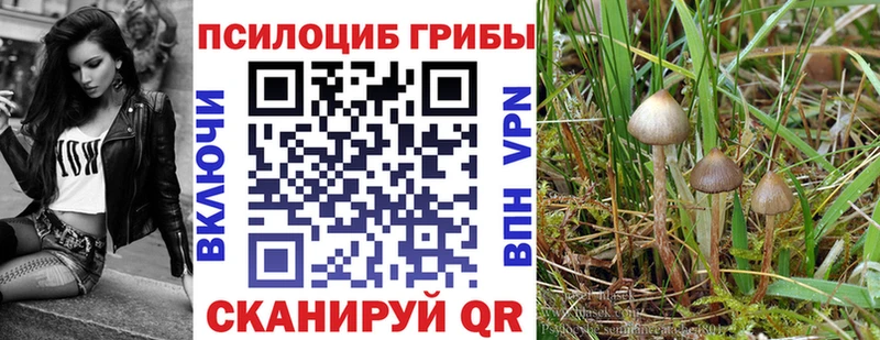 Купить где  Острогожск  Псилоцибиновые грибы MAGIC MUSHROOMS 